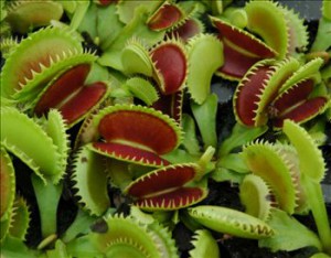 Dionaea muscipula