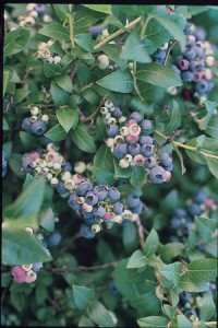 Vaccinium corymbosum