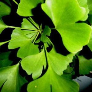 Ginkgo_Biloba