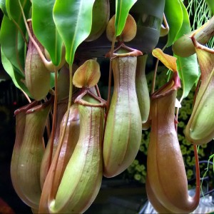 Nepenthes alata