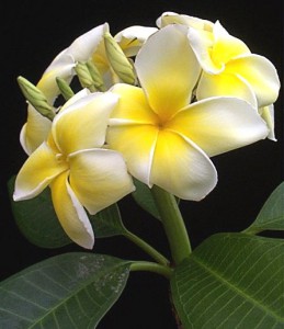 Plumeria rubra