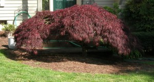 Leafed out Acer Palmatum, Summer 2009