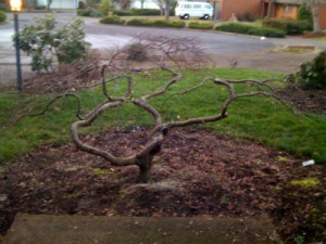 Acer Palmatum