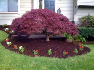 Acer Palmatum